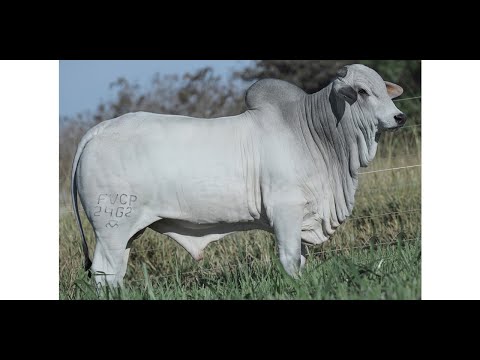 MIRANTE FVC (2462 FIV FVC) - Nelore