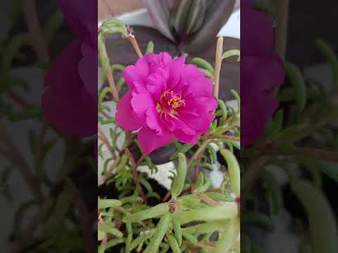 Beautiful multicolor portulaca flowers in my Terrace Garden 🪴💐👍👌 || #garden #flowers #plants #shorts