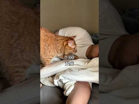 世界一かわいい猫と飼い主の休日のひとときとゲームプレイ サムネイル