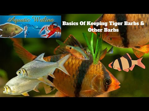 Aquatic Wetline W/ Aqua Alex_ Basics of Keeping Ba Barbs are a genus of fish that primarily live in Asia but there are a few that live in Africa. Barbs