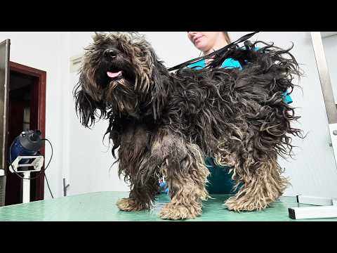 ASMR Dog Grooming [4K]