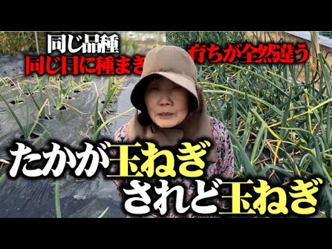 【玉ねぎ復活】ぐったりの玉ねぎがやっと復活【早生】【ソニック】【中生】