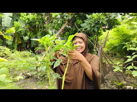 Petik Bayam, Sarapan Burger Homemade, Masak Sarden Ikan Dencis, Bikin Bumbu Rujak Enak