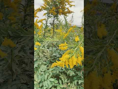 ngày 16 tháng 10, 2025