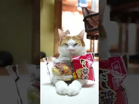 だし醤油バターパンと猫の癒し映像を楽しもう サムネイル