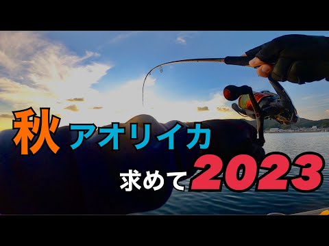 秋アオリイカを求めてエギング2023！