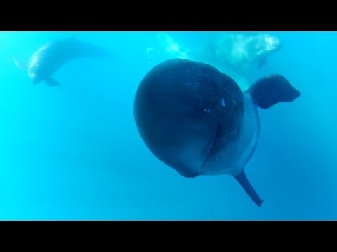 GoPro: Captain Dave and The False Killer Whales - UCqhnX4jA0A5paNd1v-zEysw