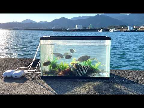 漁港で魚を獲ってその場でアクアリウム