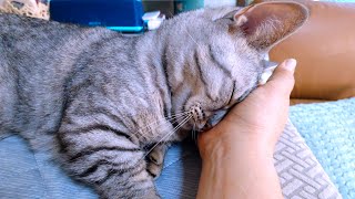 動画サムネイル