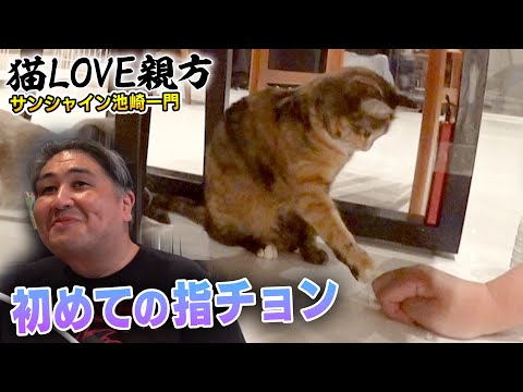 【保護猫みーちゃん】二子山部屋に来て初めての指チョンで親方とみーちゃんが距離がついにここまで・・・【サンシャイン池崎一門猫LOVE親方】