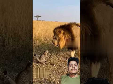 A disabled duckling helps his cat friend🐥#DuckRescue #CuteAnimal #AnimalRescue