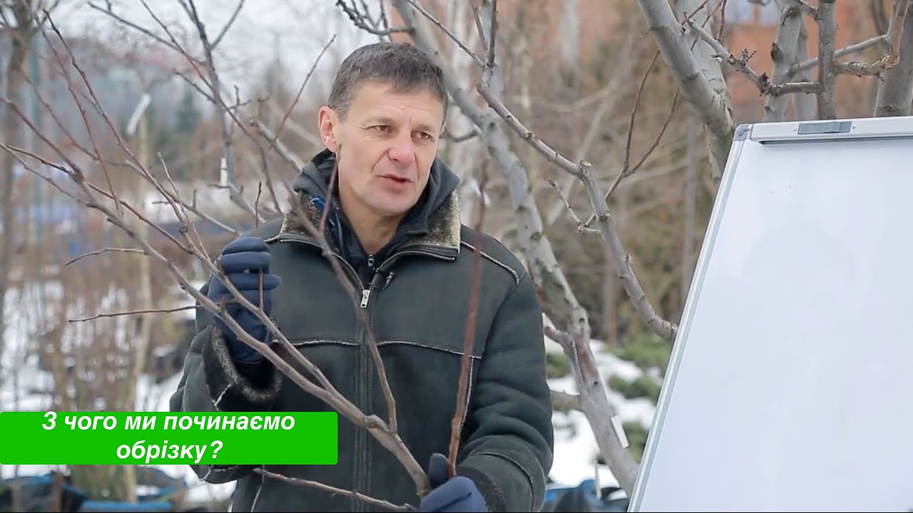 Скумпия кожевенная Cotinus coggygria · Садовий центр «Shoni»