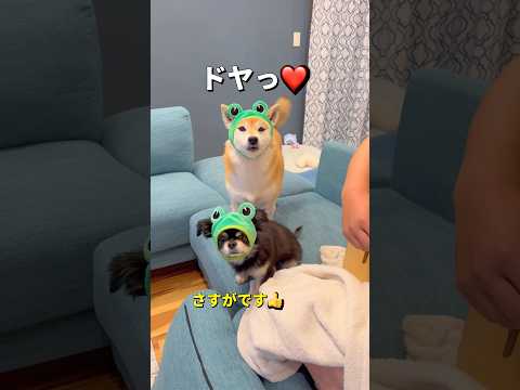 演奏会🐶🐶🎵#柴犬 #チワワ #shorts サムネイル