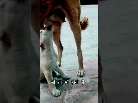 माँ तो माँ होती है #funnyanimal #bhojpuri #love #cute #dog #funnypet #butifyoucloseyoureyes