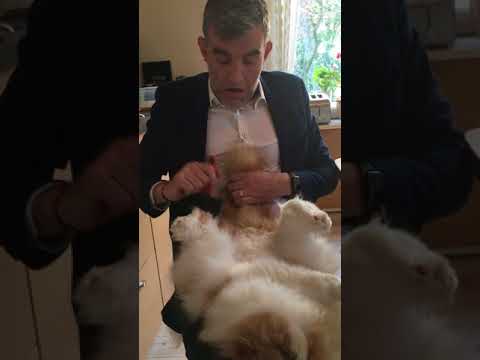 Stefan Karl Combing and Brushing his cat Rufus Erasmus XIII