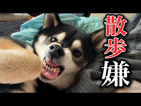 散歩に行きたくない柴犬のユーモアあふれる日常紹介 サムネイル