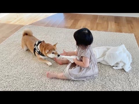 柴犬りんご郎 Shiba Inu Ringoroの最新動画 Youtubeランキング