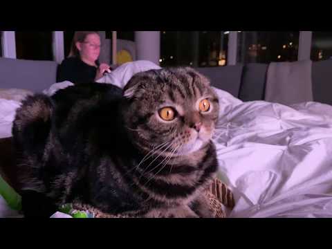 My cat loves nature programs and dislikes blinking.