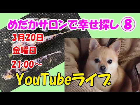 YouTubeライブ【めだかサロンで幸せ探し⑧】