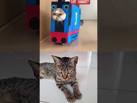 cat funy moment. kucing lucu #kucing #cat #catfuny #kucinglucu