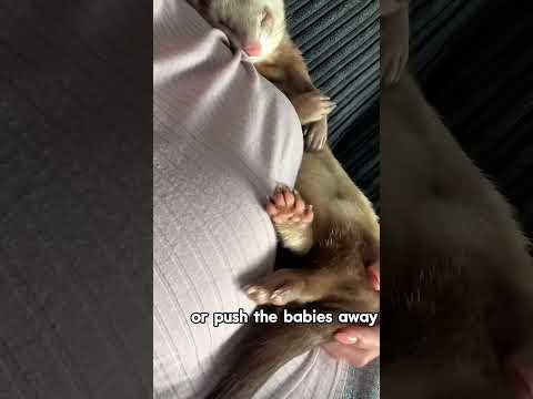 Why Do Ferrets Bring Their Babies to Humans?
