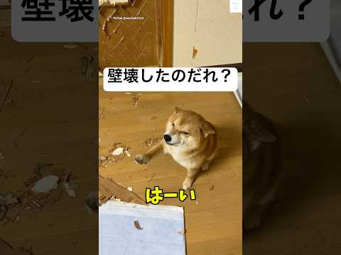壁壊してこの笑顔⁉️柴犬の反応が面白い😂　　#柴犬　#犬　#可愛い犬　#犬のいる暮らし #面白い サムネイル