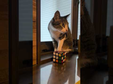 猫の無反応🐱 - No Reaction - #shorts #cat