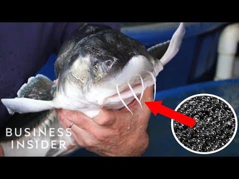 Inside America's Only Beluga Caviar Farm - UCcyq283he07B7_KUX07mmtA
