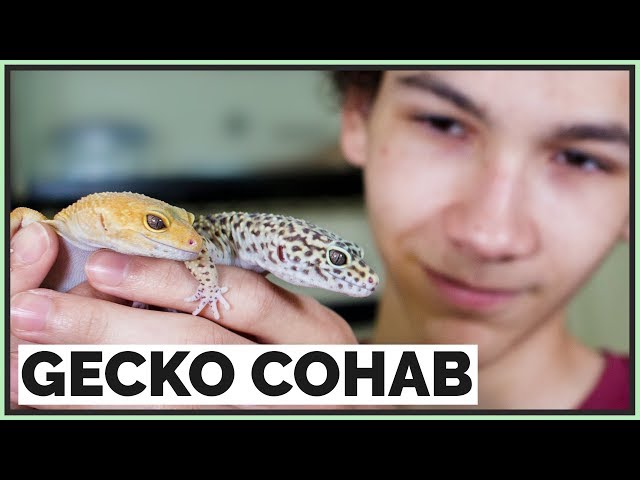 Can You Put Leopard Geckos Together?