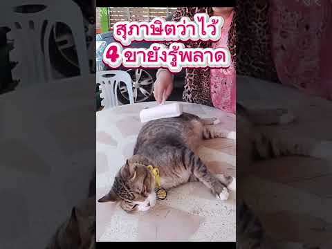 #ทิกเกอร์ฟินแบบตกโต๊ะ😻😹🤣