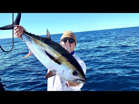 Blackfin TUNA!, winter offshore fishing, destin & FL video thumbnail