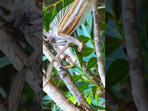 SURPRISING ENCOUNTER BETWEEN TWO FEMALE MANTISES