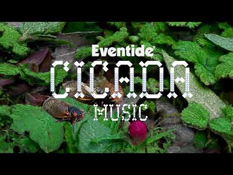 Eventide Presents: Cicada Music