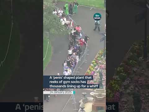 A ‘penis’ shaped plant that  reeks of gym socks has  thousands lining up for a whiff #itvnews #news