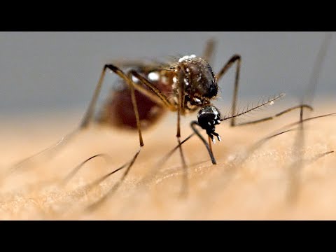 Why Are Mosquitoes Attracted To You?! - UCHnyfMqiRRG1u-2MsSQLbXA