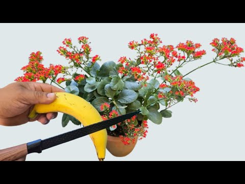 Haz que toda planta florezcan, sin gastar nada, ( todo Orgánico)