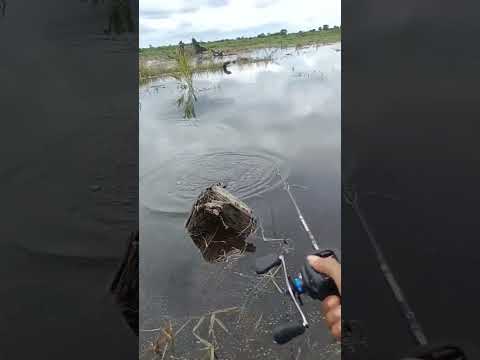 Sambaran depan mata #casting #giantsnakehead #gabus #shorts