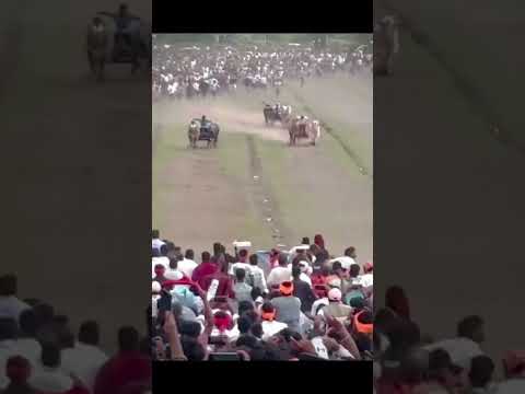 | ⚔️😈मथुर 1001 👑⚡ | दरारा कसा आहे | #bailgada #baliraja #bull #mathur1001 #bailgadasharyat