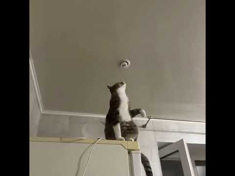 Electricity cat