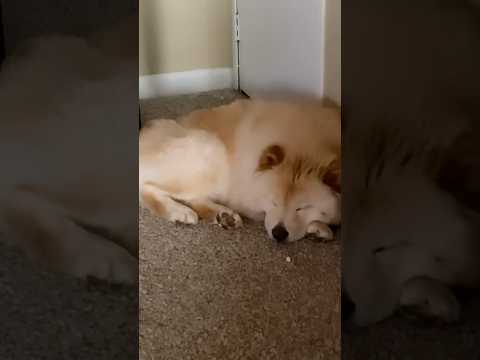 Sleepy 😴 Chow Chow
