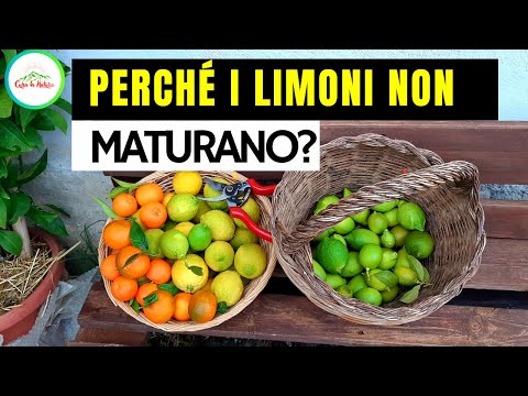 Perchè I LIMONI NON MATURANO?