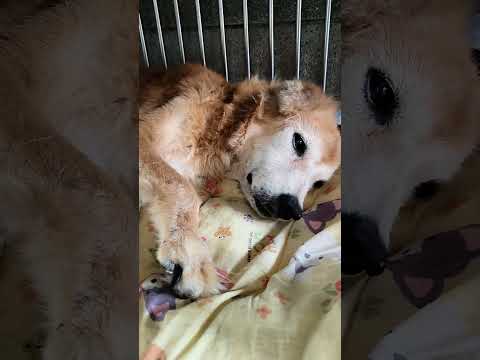 老蘇愛心天使團救助安養的前肢腫瘤犬 紅毛老奶奶 體型高大卻總是喜歡擠到黑貴賓老爺爺 龜甲萬的床上一起睡覺，龜甲萬老爺爺被擠到旁邊，露出無奈又可愛的表情