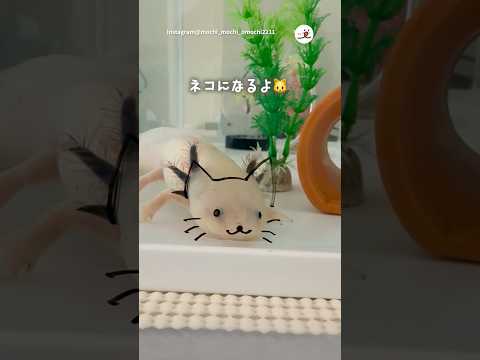 ウーパールーパーが猫に変身する癒やし動画をご紹介 サムネイル