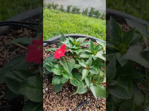 Two-colored flowers #flowercolors #flowers #shorts #short