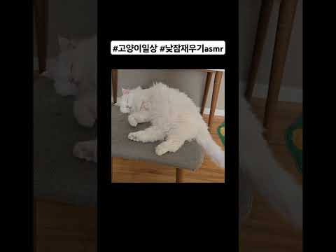 #고양이일상#낮잠재우기asmr
