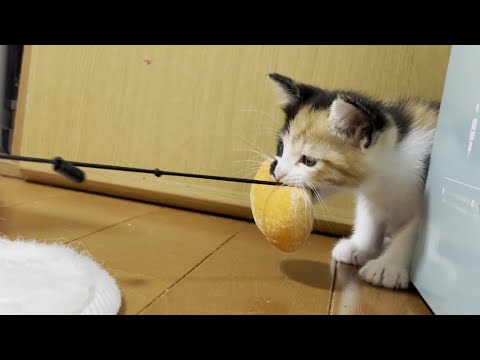 猫の動画サムネイル - 「これは私のもの」ウゥ～ウゥ～と怒りだす独占欲が強い子猫