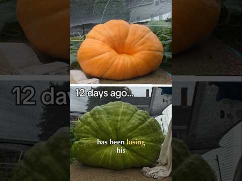 🎃 The tides <strong>have</strong> turned in the <strong>giant</strong> pumpkin patch! #giantpumpkin #halloween #plants #farm #garden