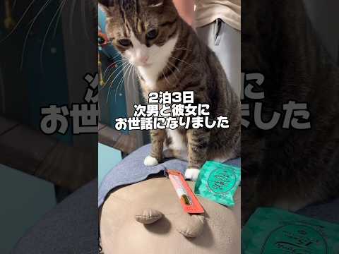 猫の動画サムネイル - 猫も拗ねるんです…母ちゃんがお世話になりました#cats #shorts #球太