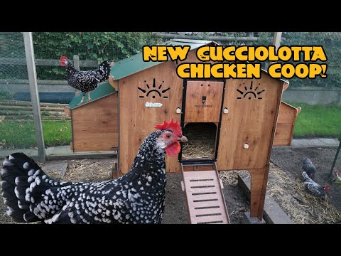 New Cucciolotta chicken coop