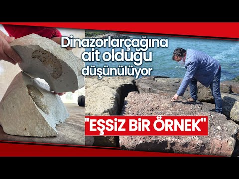 Ordu’da ’65 Milyon Yıllık Ammonit Fosilleri Bulundu’ İddiası